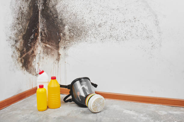 Best Mold Remediation  in Johnson, AR