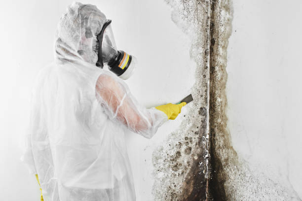 Best Attic Mold Removal  in Johnson, AR