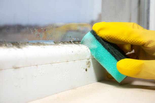 Best Home Mold Removal  in Johnson, AR