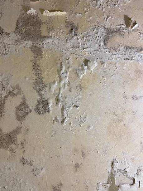 Mold Removal and Inspection in Johnson, AR