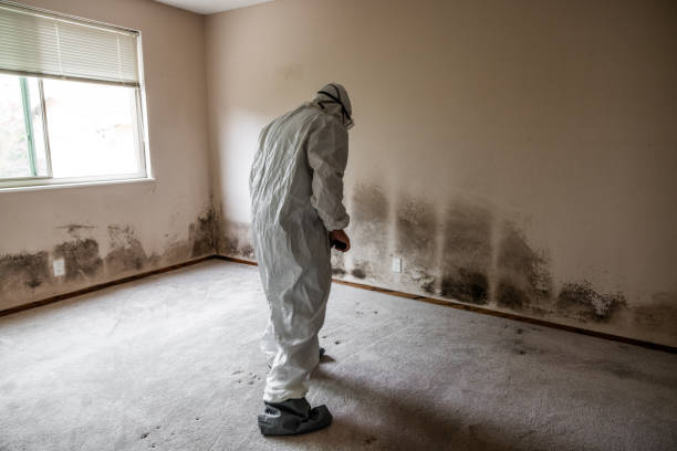 Best Certified Mold Removal  in Johnson, AR