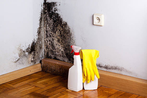 Best Crawl Space Mold Removal  in Johnson, AR