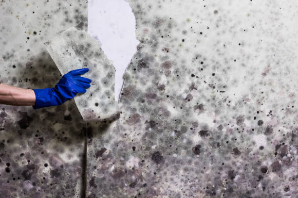 Best Mold Damage Repair  in Johnson, AR